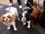 cavalier king charles spaniel