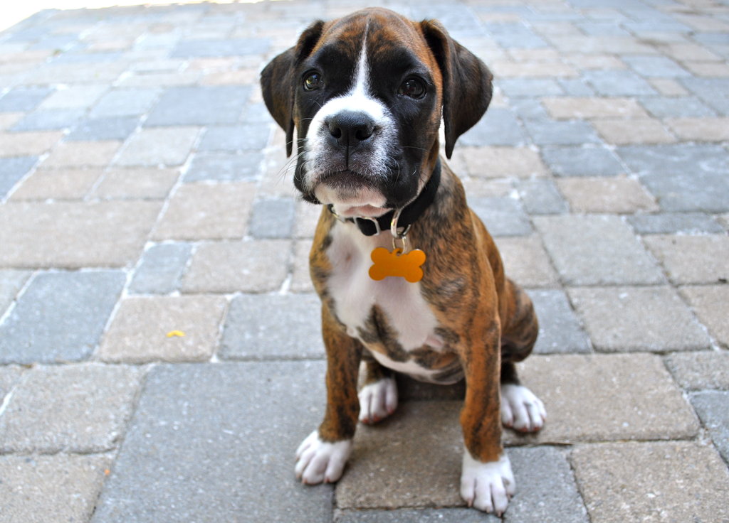 brindle_boxer_puppy_2_by_marchuntilmay-d3063aa.jpg