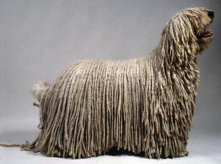 Komondor%202.jpg