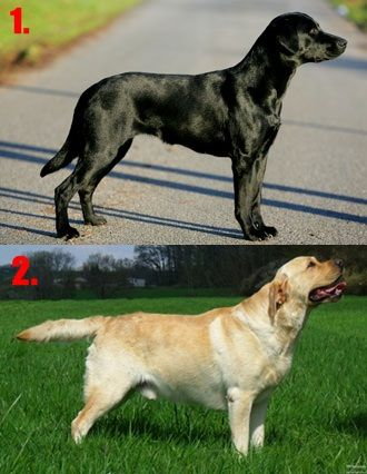 Który Labrador Retriever bardziej Ci się podoba? - Zapytaj.onet.pl -