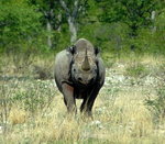 Olusia207 -nosorożec