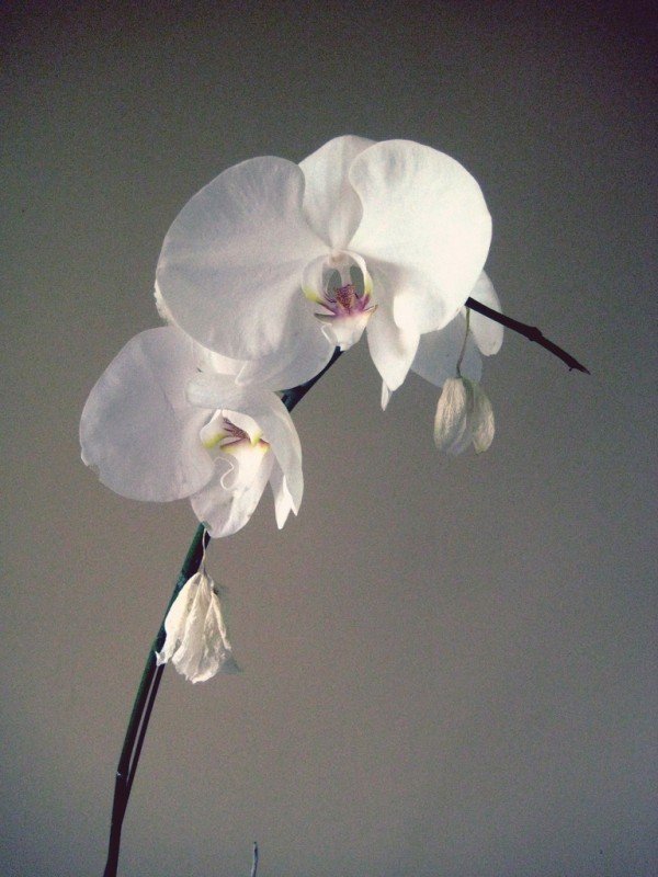 white-karuna-orchid.jpg