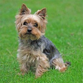 York Shire Terrier