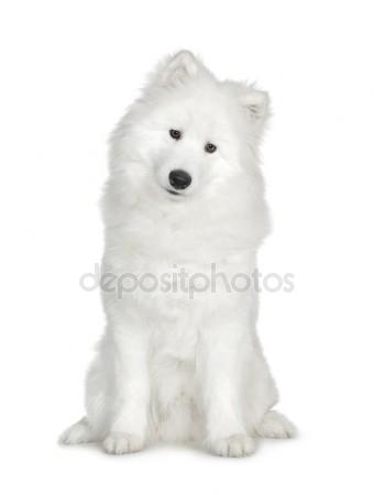 Samoyed