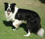 border collie ▲czarny▲