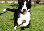 Border Collie 