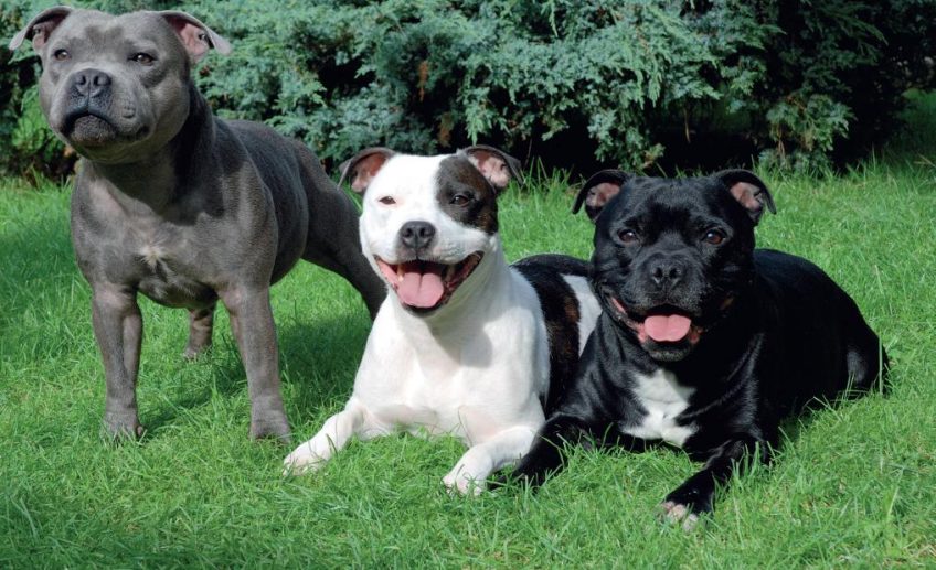 Czy podoba ci się pies rasy Staffordshire Bull Terrier? - Zapytaj.onet.pl -