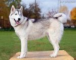 Syberian Husky