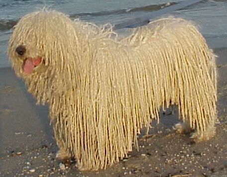 Komondor.jpg