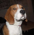 pies urodzony 10 lipca 2012 r.bez imienia . rasy beagle