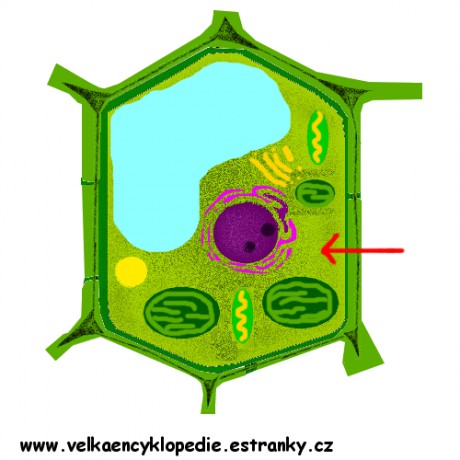 bunka-cytoplazma.jpg