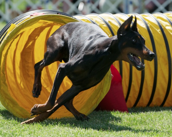 Dog-Doberman-Agility.jpeg