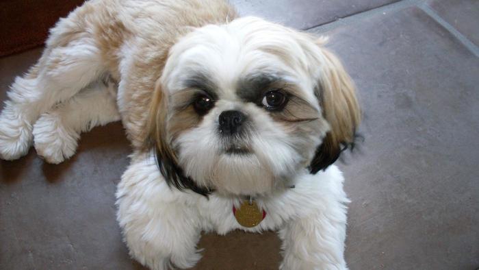 shih tzu