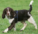 Springer spaniel angielski