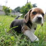 Beagle (potrzebuje dużo ruchu i zabawy) 