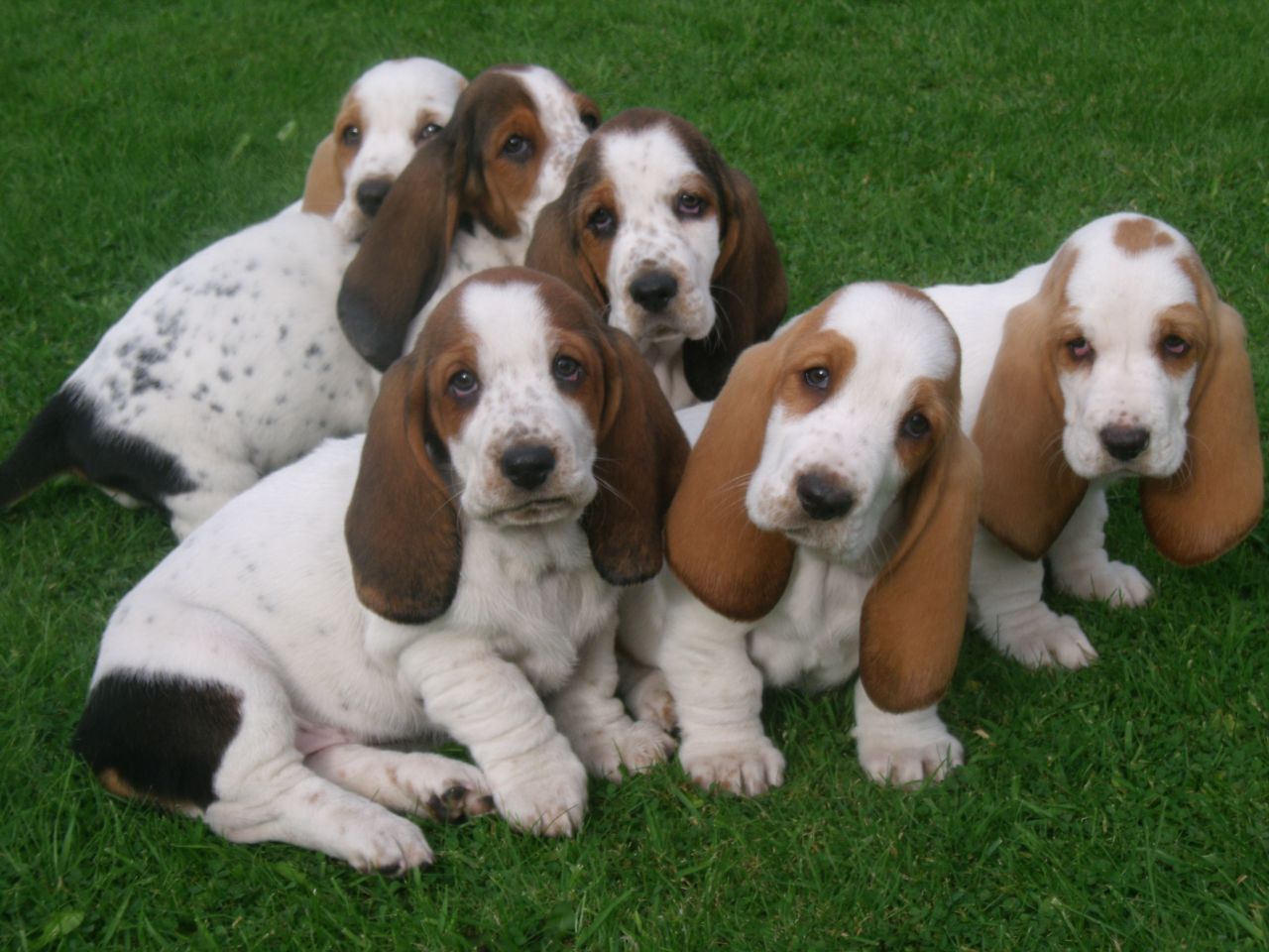 beutiful-marked-basset-hound-pups-5246d03883714.JPG