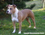 Amstaff