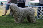 Komondor