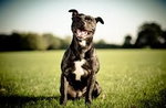 Staffordshire Bull Terrier