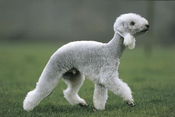 Bedlington+terrier.jpg