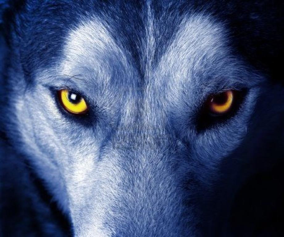 Blue Wolf