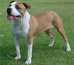 amstaff