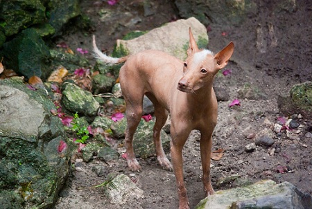 3. Xoloitzcuintli   (pies bez sierści; nazywany też "nagi pies meksykański")