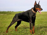 Doberman