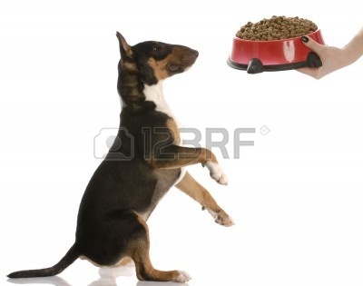 6363486-bull-terrier-sitting-up-begging-for-dog-food--nine-months-old.jpg