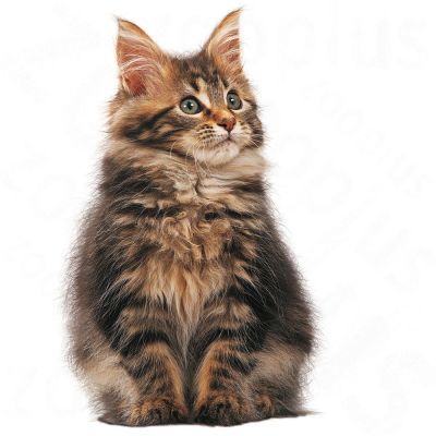 Maine Coon 