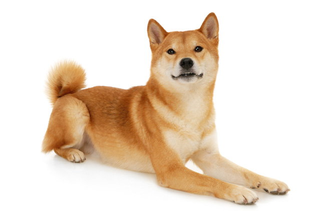 shiba inu <3