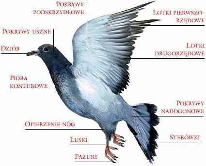 Funkcje poszczególnych elementów budowy ciała ptaków - zna ktoś? -  Zapytaj.onet.pl -