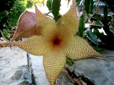 Stapelia gigantea.