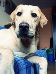 Gabi ( Labrador Retriever)