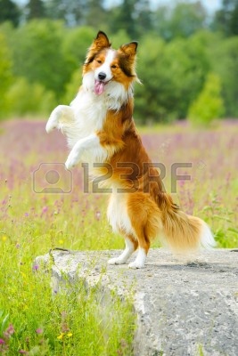 14156736-border-collie-cane-in-piedi-sullo-sfondo-fiori.jpg