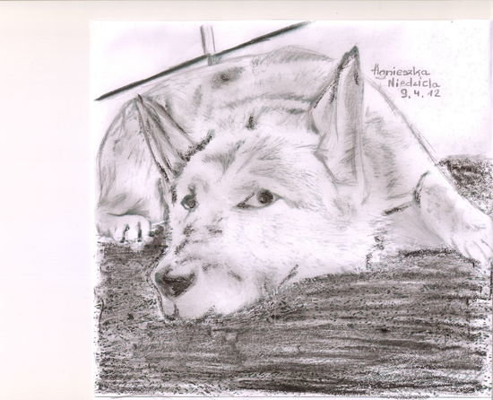 Czy Ten Pies Z Rysunku Choć Trochę Przypomina Owczarka