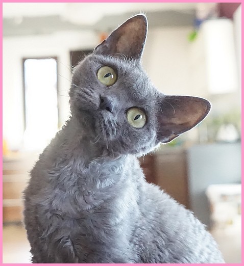 devon rex