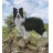 Border-collie