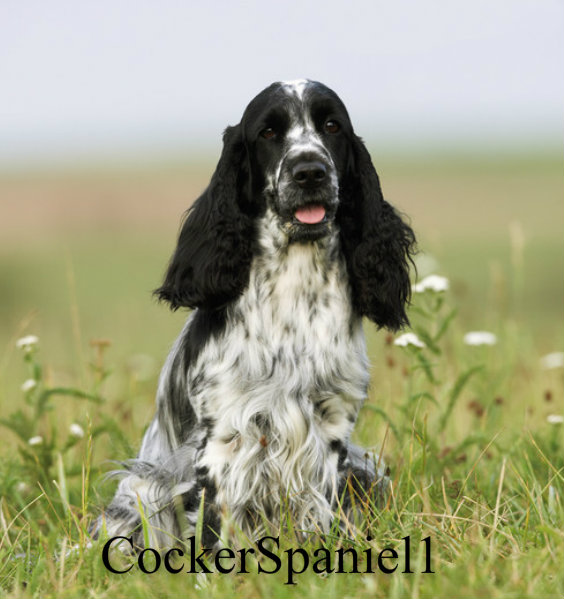 CockerSpaniel1