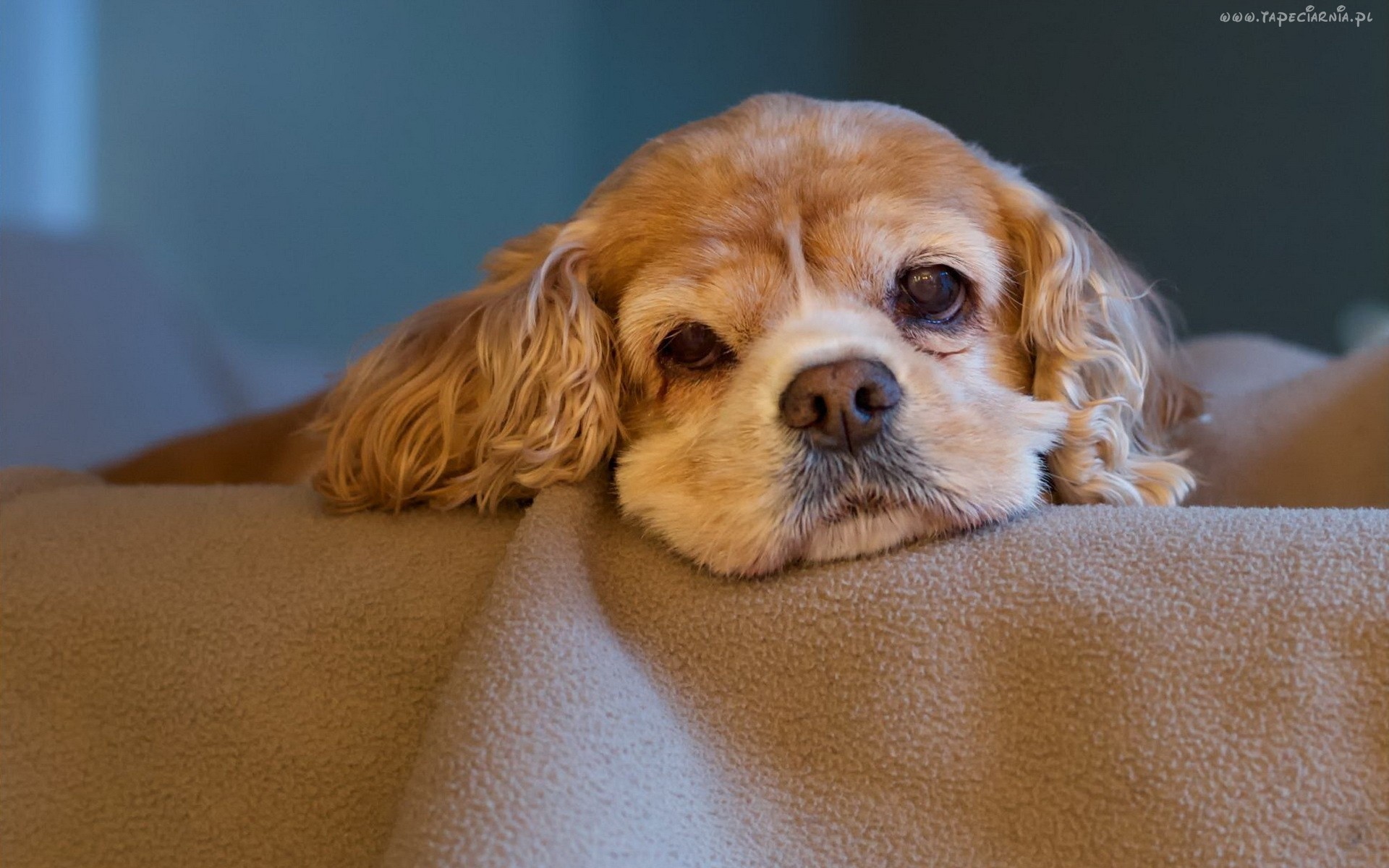 Cocker Spaniel Amerykański