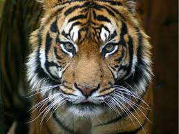 tygrys/ jesteś zasadniczy(a), i jak ktoś nadepnie Ci na ogon, obronisz swoje stanowisko