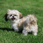 Shih tzu