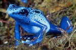 Dendrobates azureus