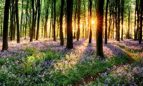 wiosenny spacer po lesie i łace,kiedy przyroda budzi sie do życia,ptaki grają piękną symfonie,a łąki roją się od kwiatów 