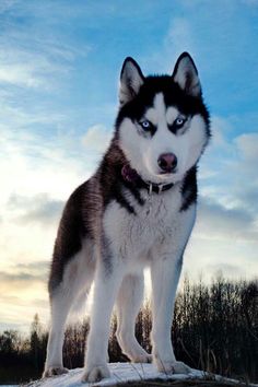 Husky