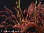  Drosera capensis "Red