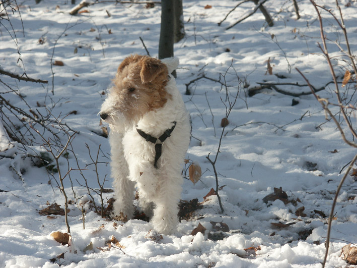 Foxterrier_im_Wald_%28Winter%29.jpg