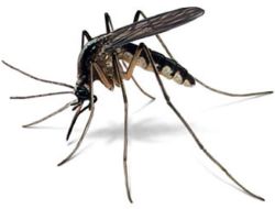 komary.jpg