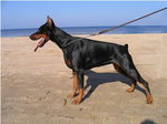 Doberman