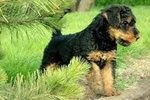 Airedale terrier